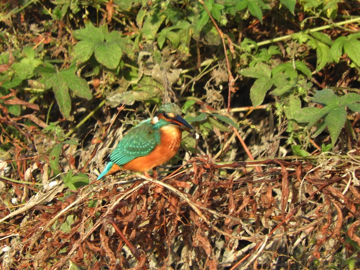 翠鳥 - ML645098371