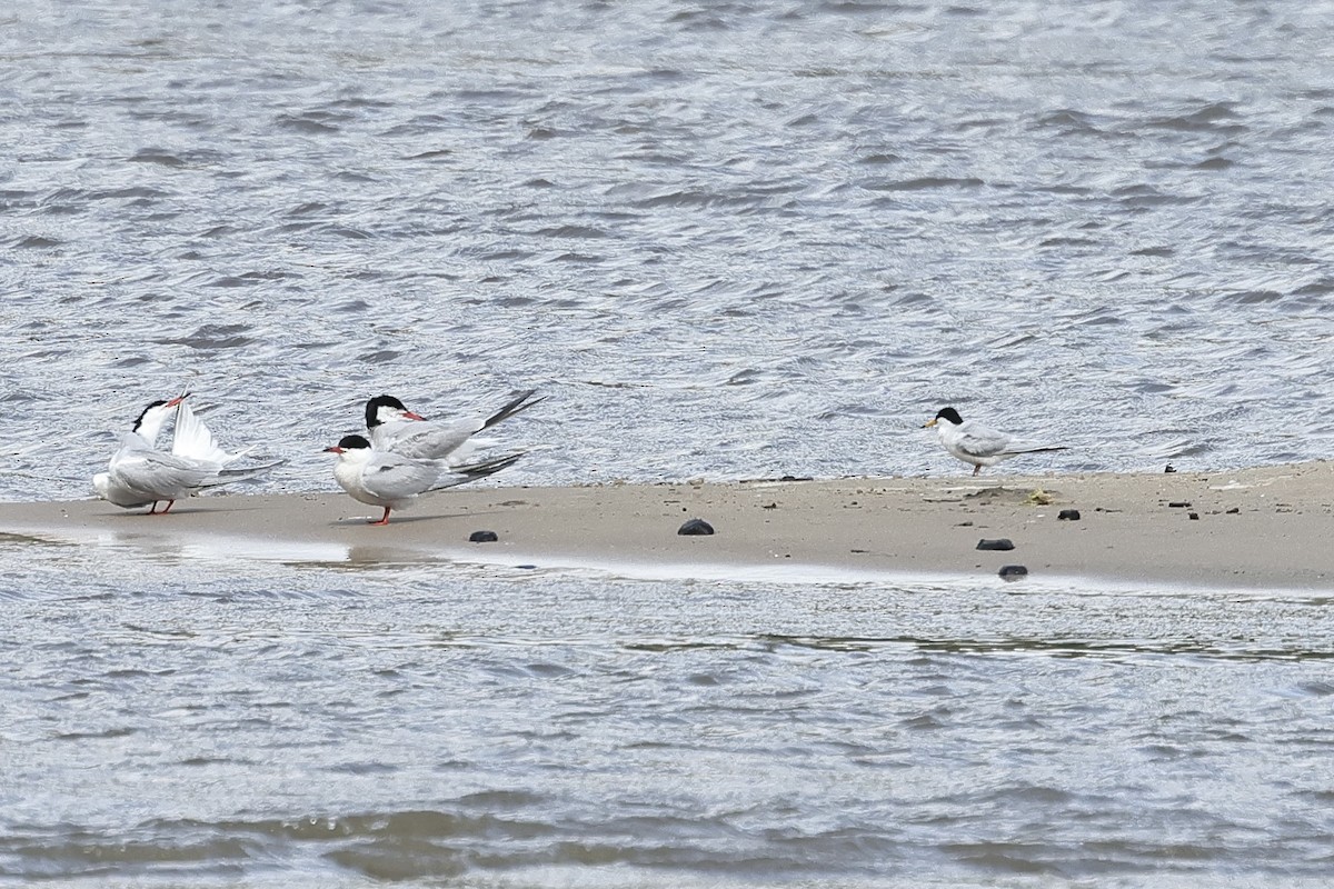 小燕鷗 - ML645098372