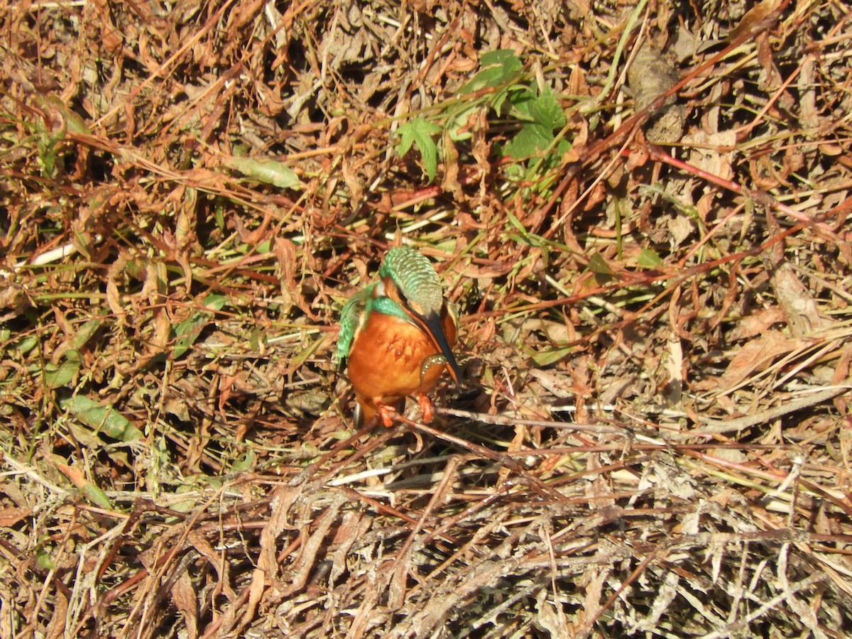 翠鳥 - ML645098374