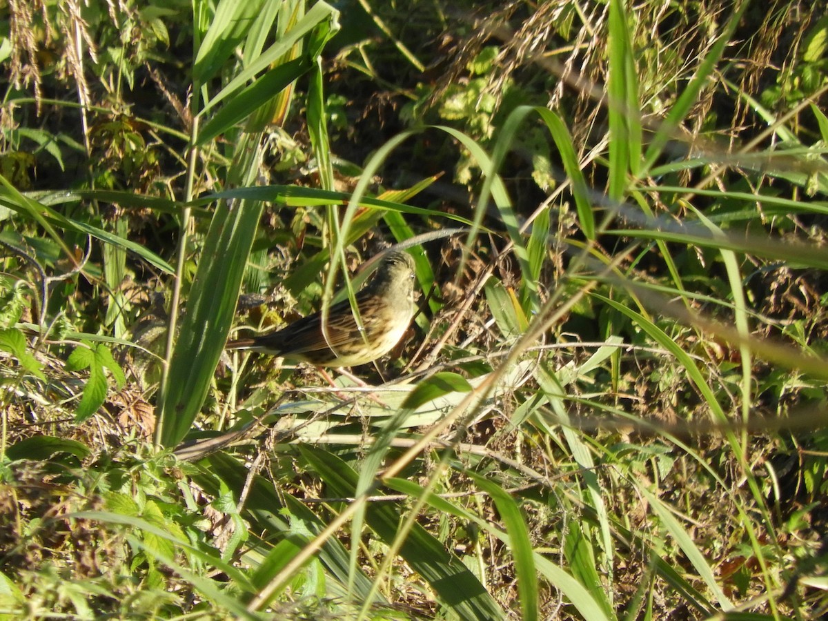 黃喉黑臉鵐 - ML645098377