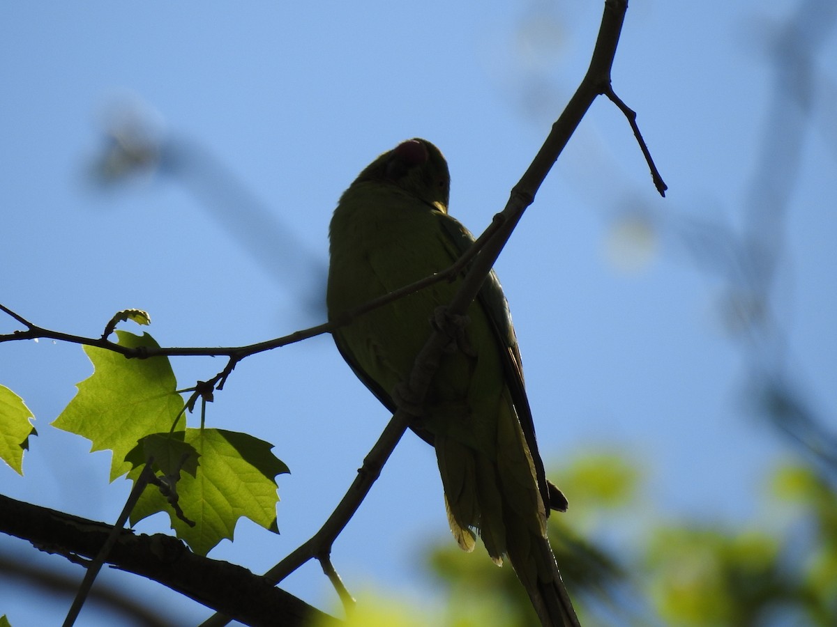 紅領綠鸚鵡 - ML645098380