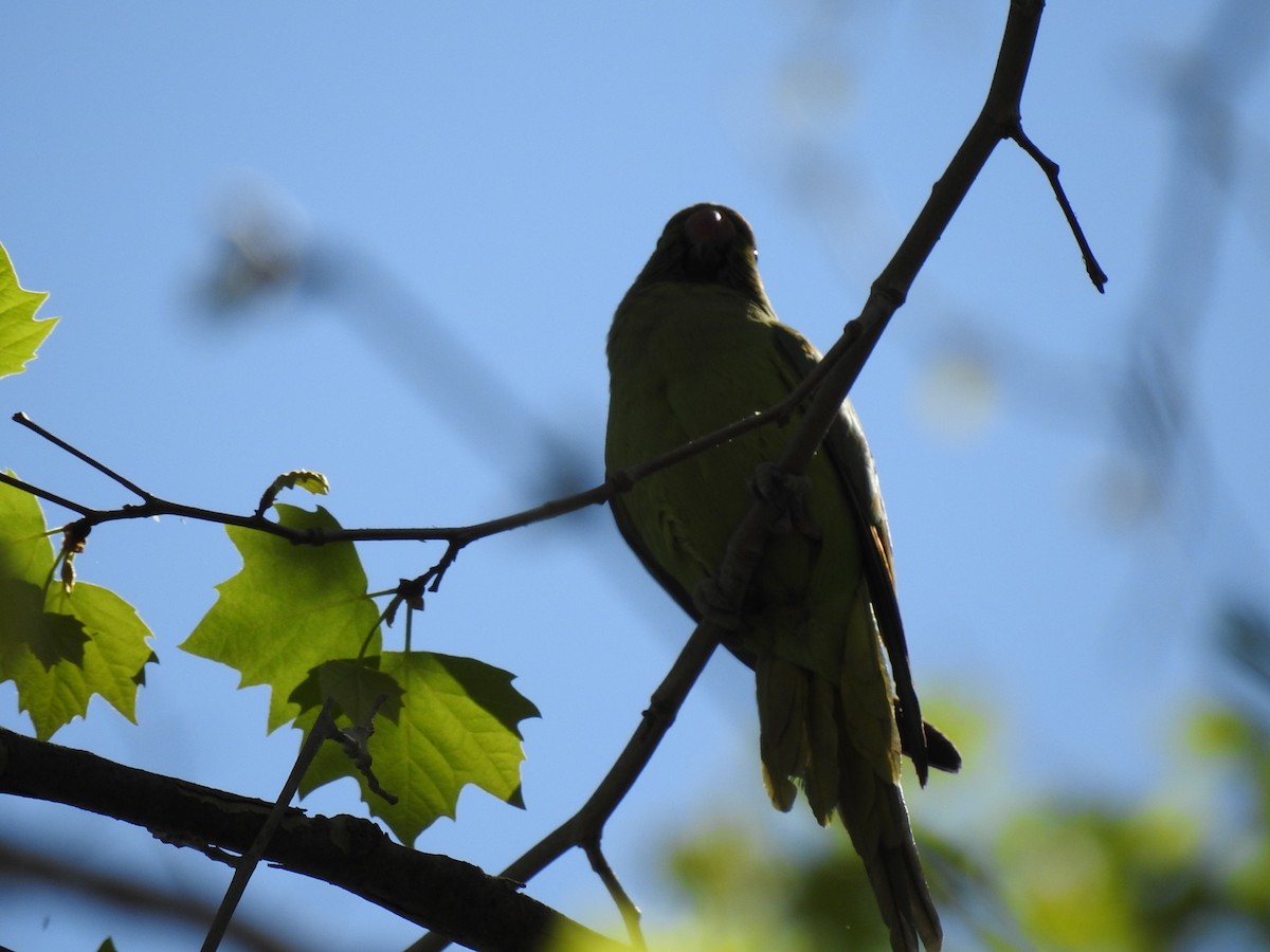 紅領綠鸚鵡 - ML645098381