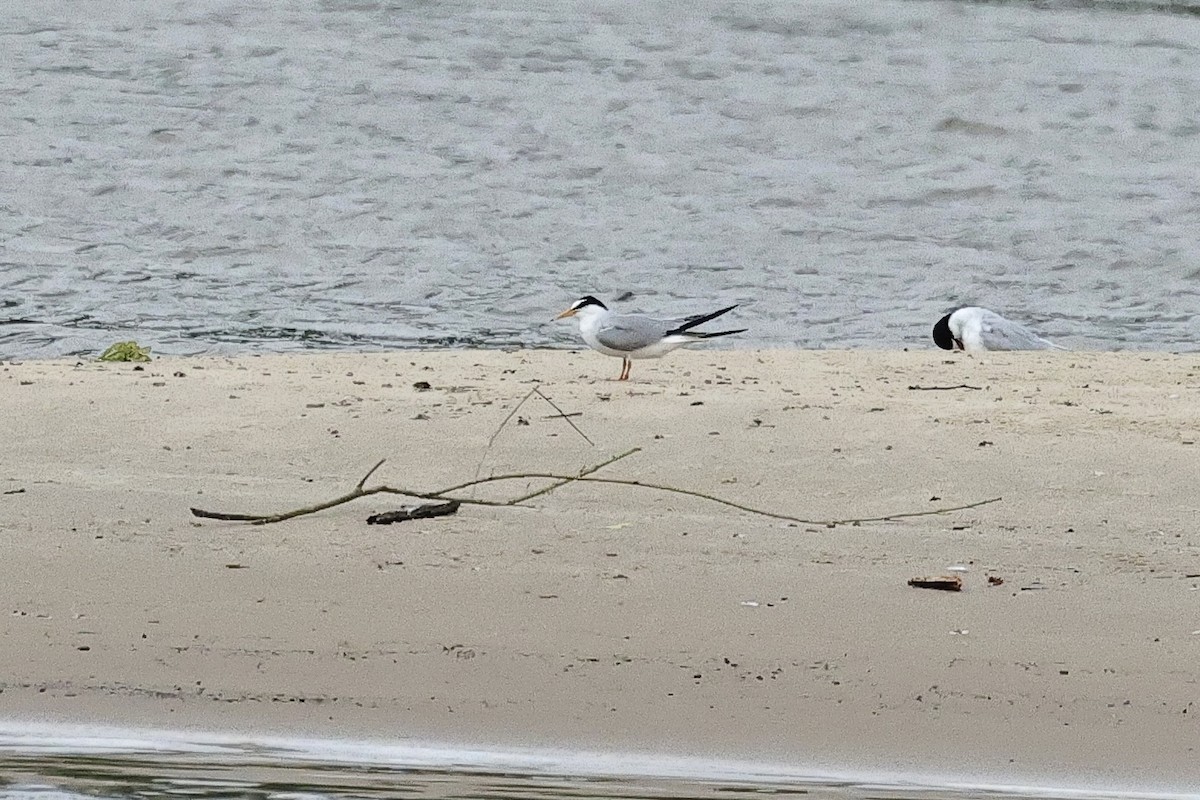 小燕鷗 - ML645098382