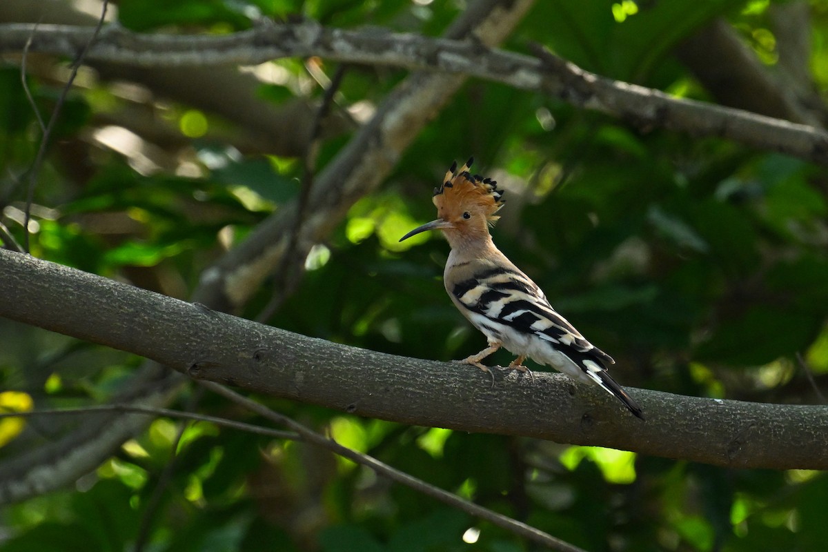 戴勝(epops群) - ML645098383