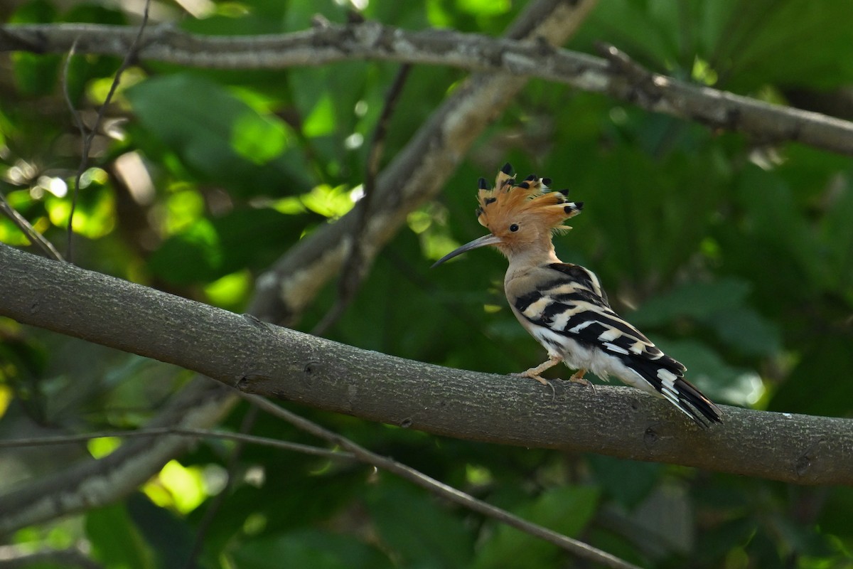 戴勝(epops群) - ML645098384