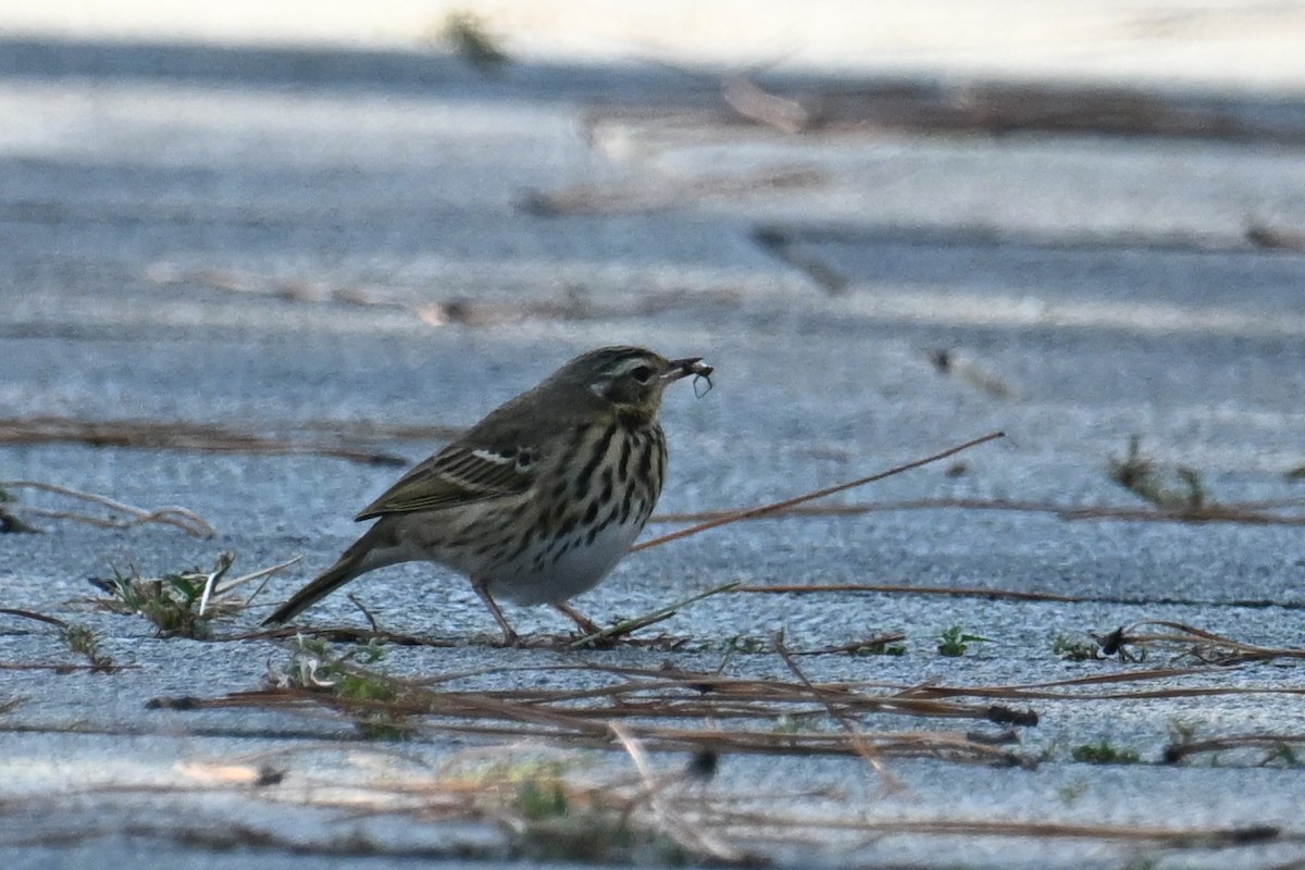 樹鷚 - ML645098386