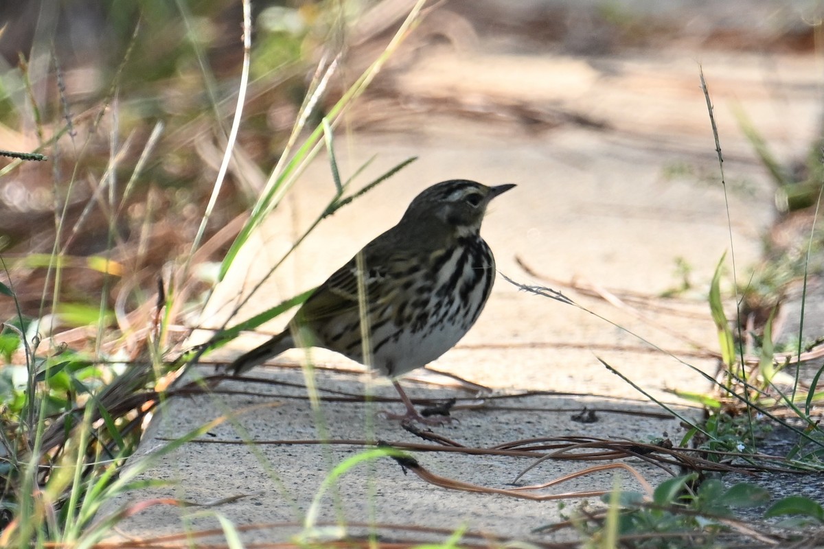 樹鷚 - ML645098387