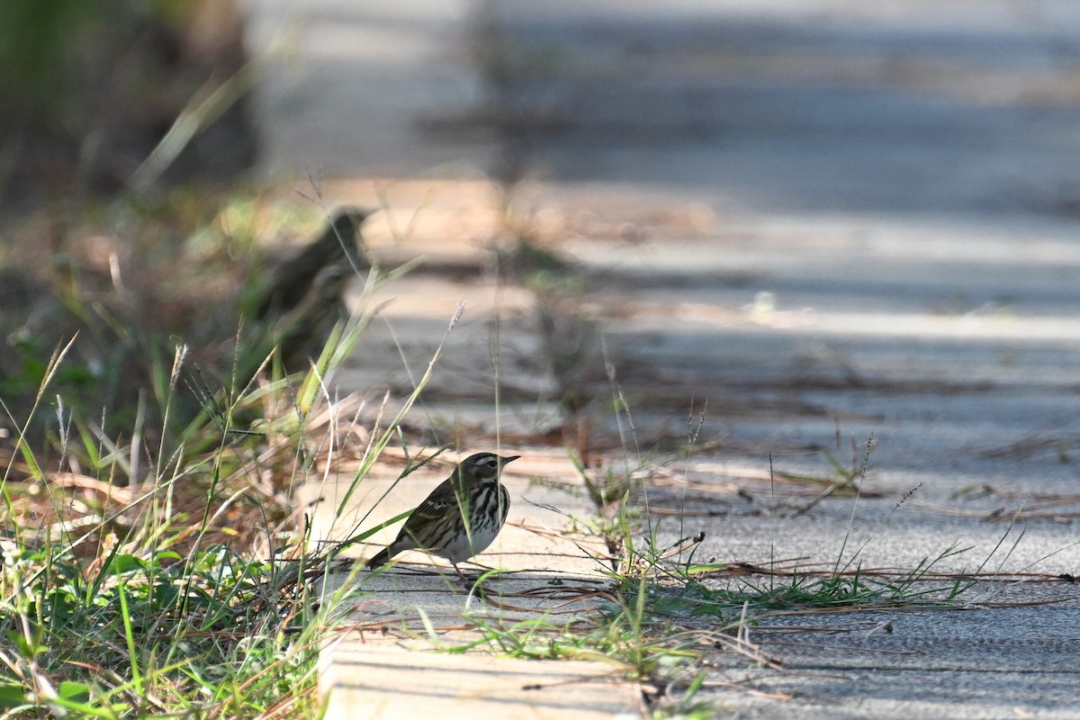 樹鷚 - ML645098388