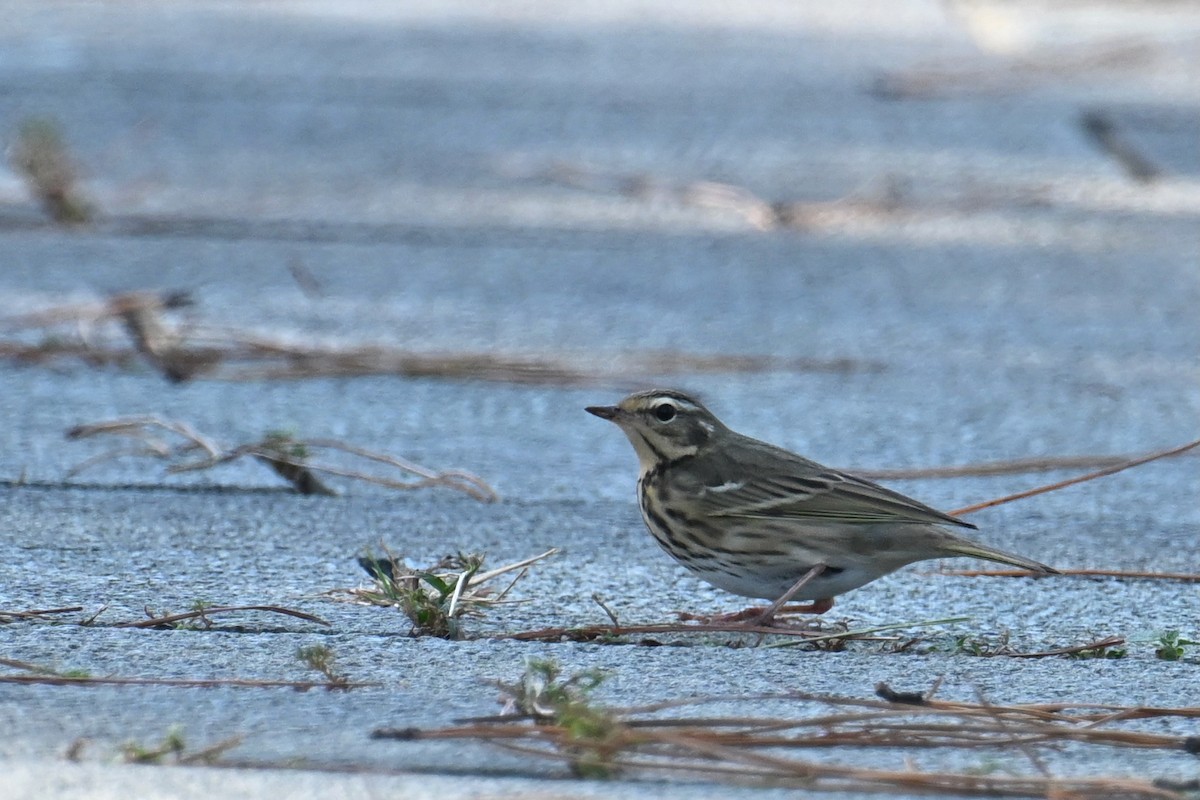 樹鷚 - ML645098389