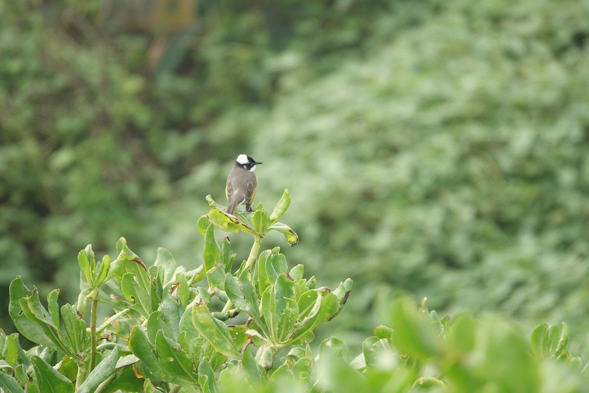 Light-vented Bulbul - ML645098390