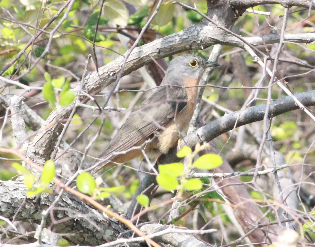 Sunda Brush Cuckoo - ML645098391