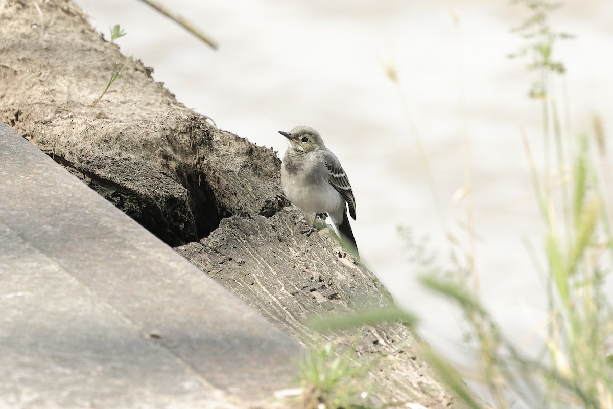 נחליאלי לבן - ML645098392