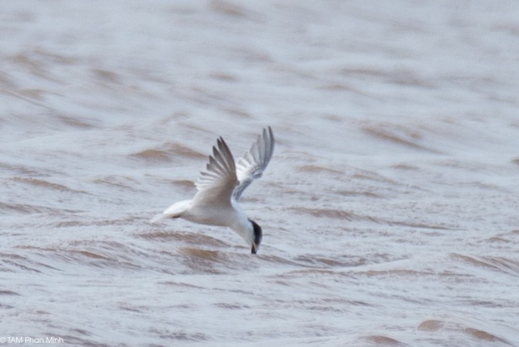 שחפית גמדית - ML645098393