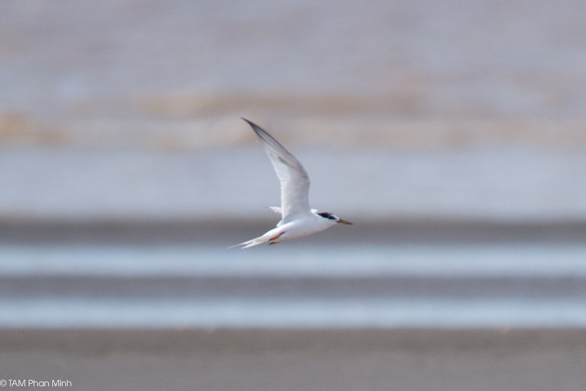 שחפית גמדית - ML645098394