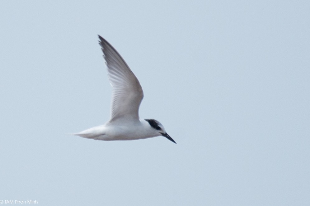 שחפית גמדית - ML645098395