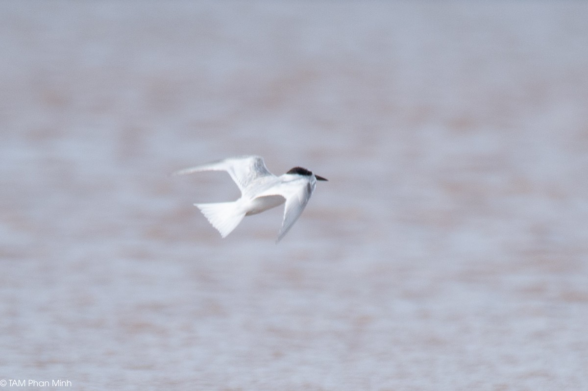 שחפית גמדית - ML645098396