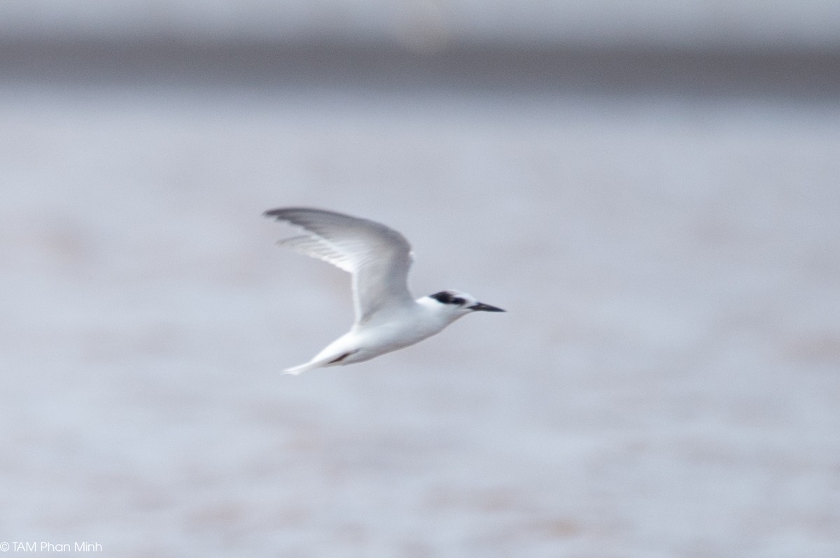 שחפית גמדית - ML645098397