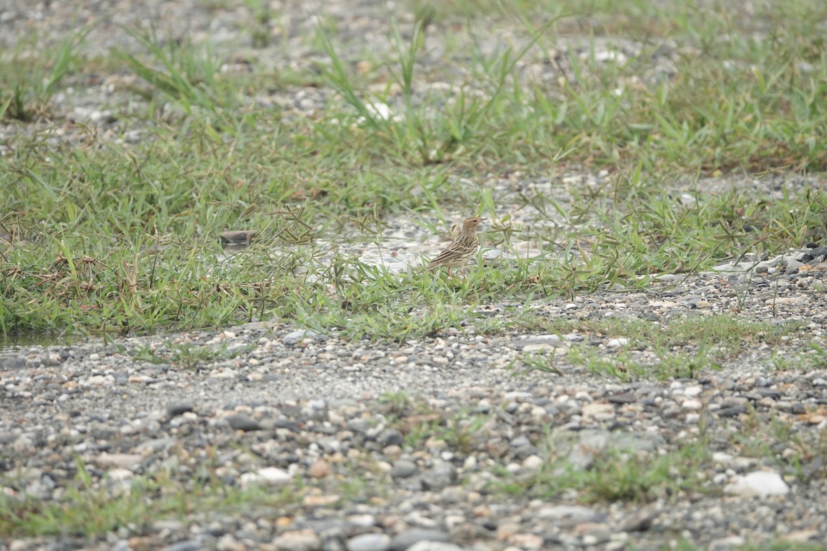 פפיון אדום-גרון - ML645098398