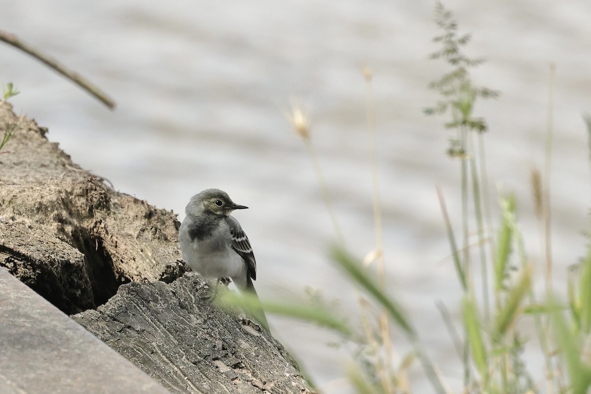 נחליאלי לבן - ML645098408