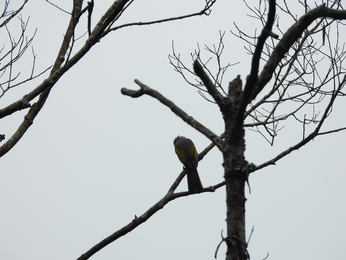 Ashy Bulbul - ML645098409