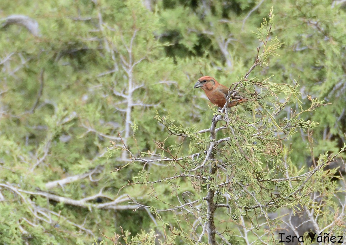 צלוב-מקור אדום - ML645098411