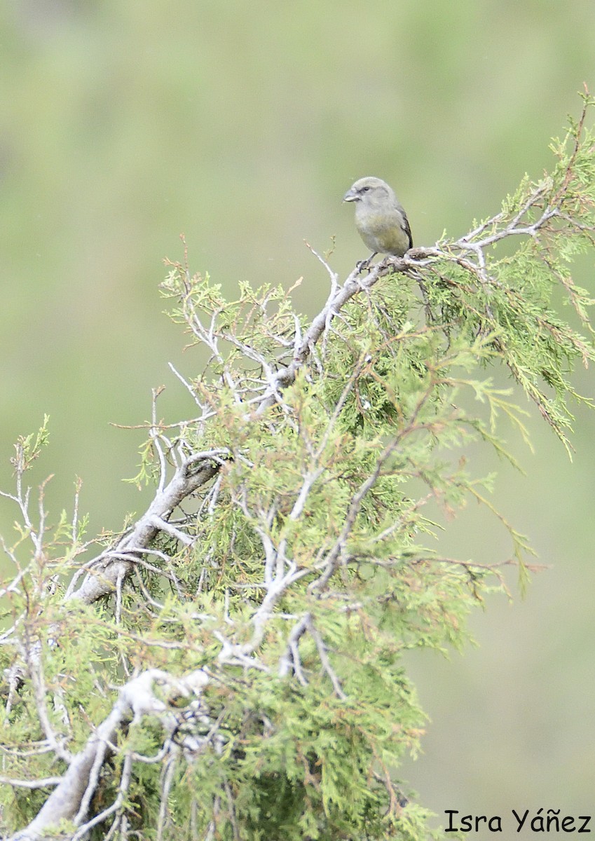 צלוב-מקור אדום - ML645098412