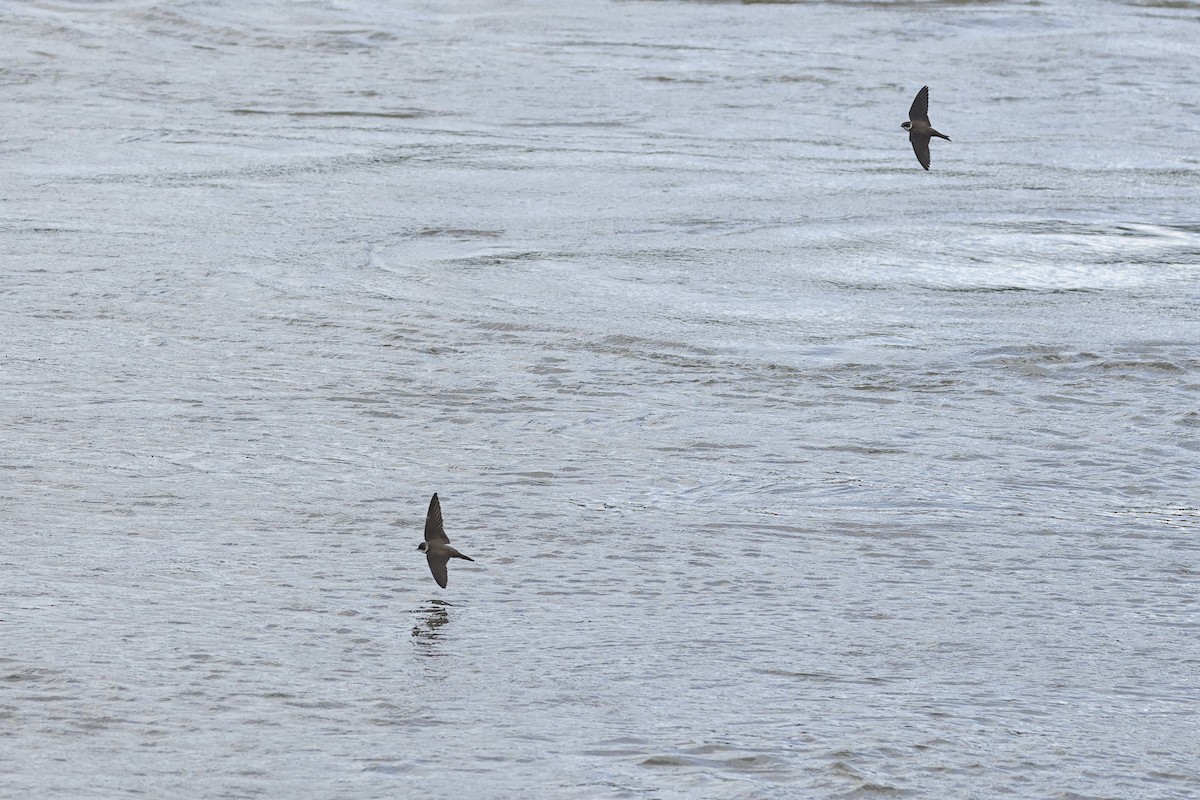 Bank Swallow - ML645098416