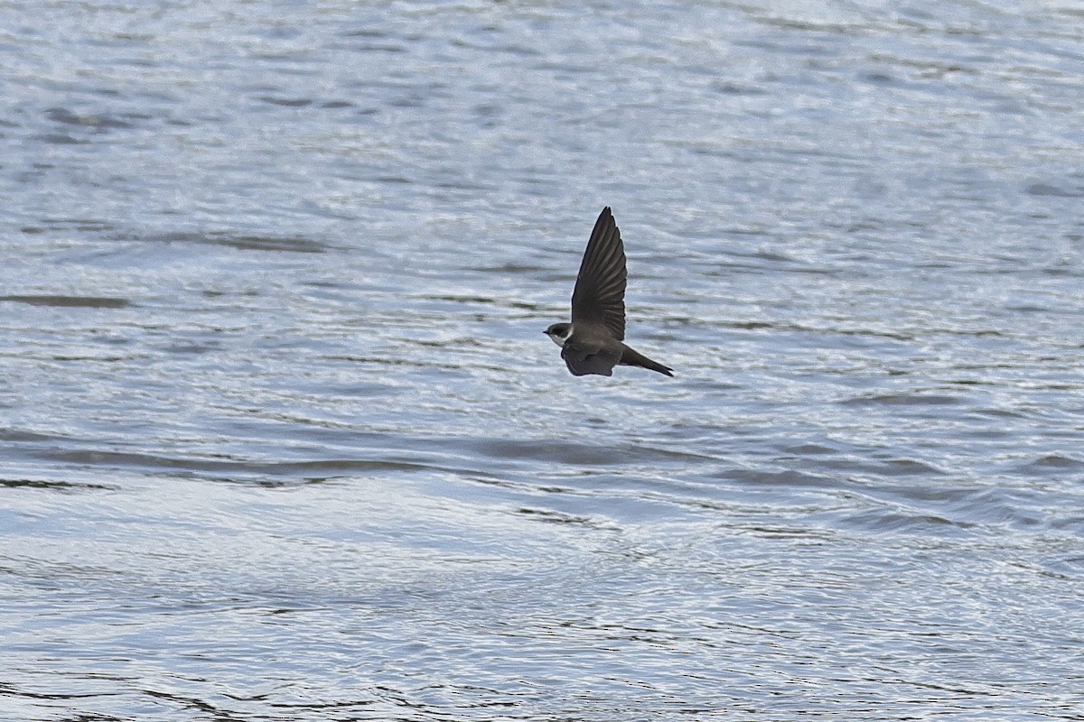 Bank Swallow - ML645098421