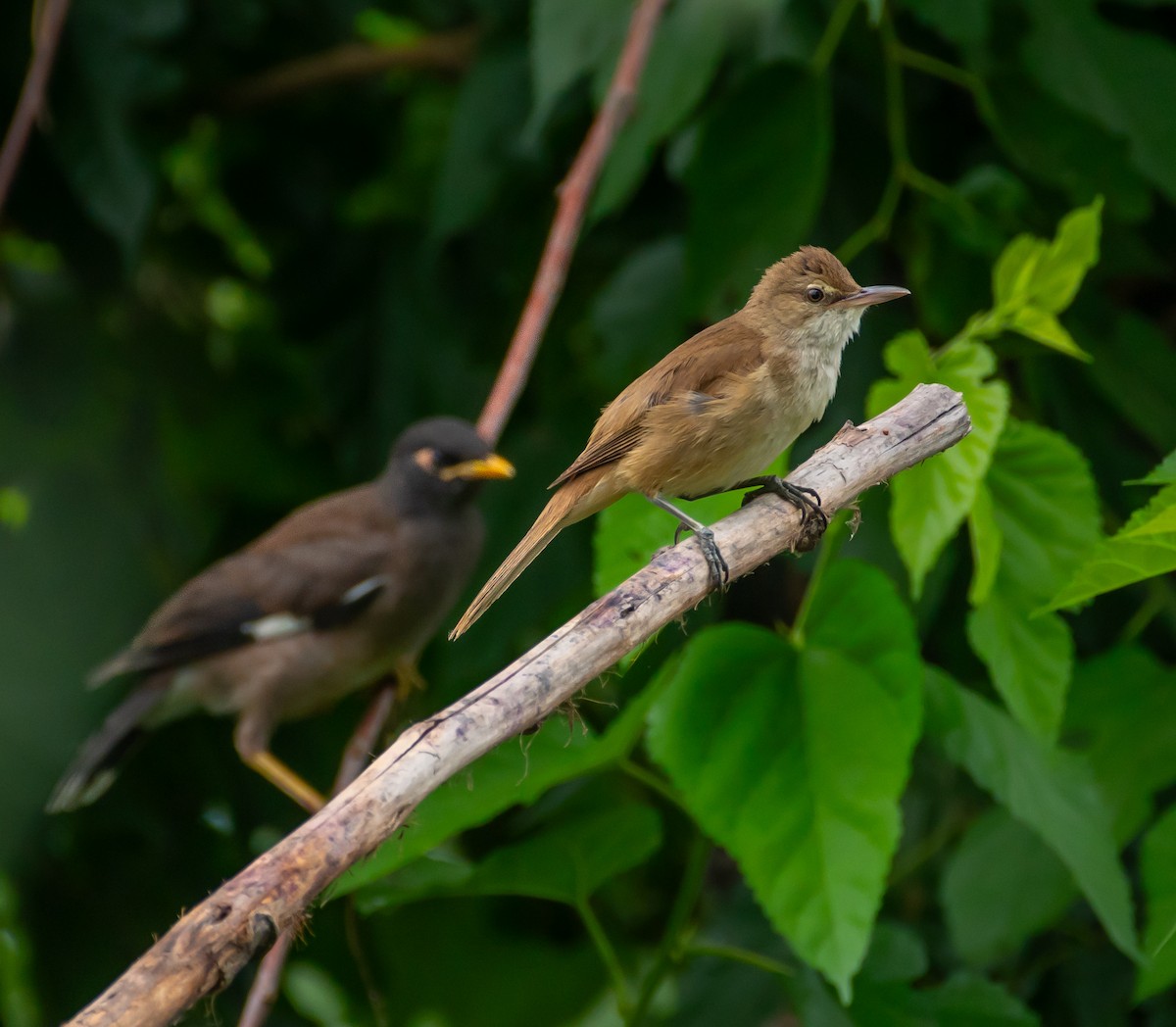 Lezkari zalapartaria - ML645098451