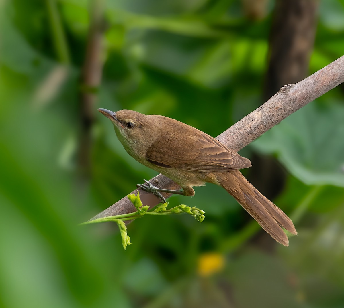 Lezkari zalapartaria - ML645098452