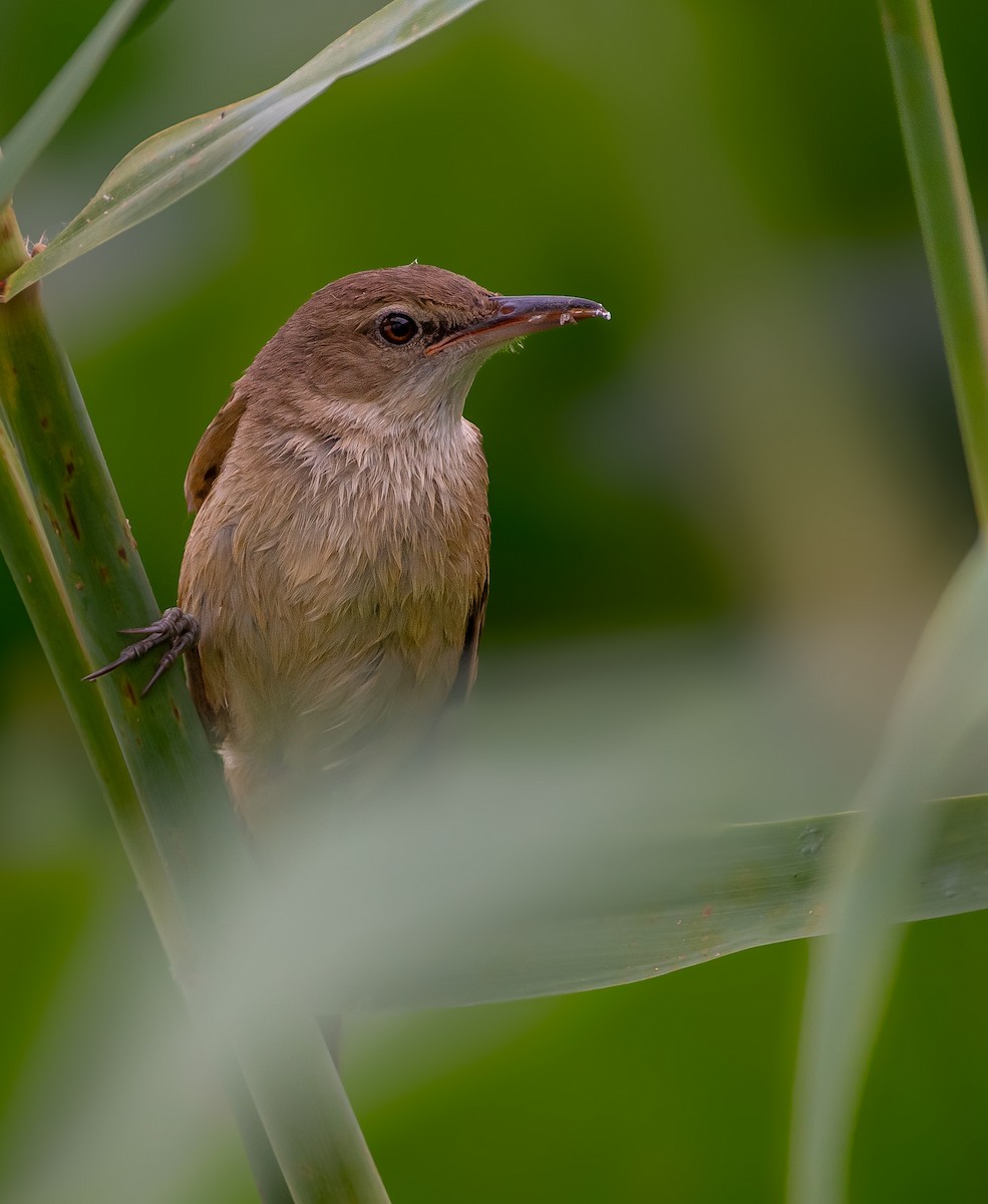 Lezkari zalapartaria - ML645098453