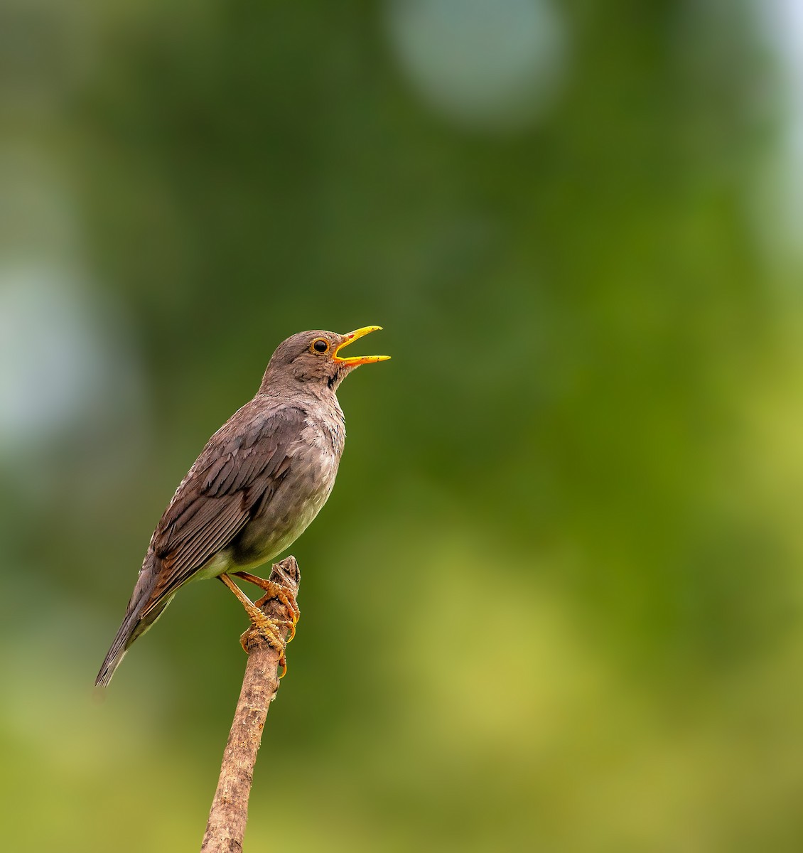 Tickell's Thrush - ML645098457