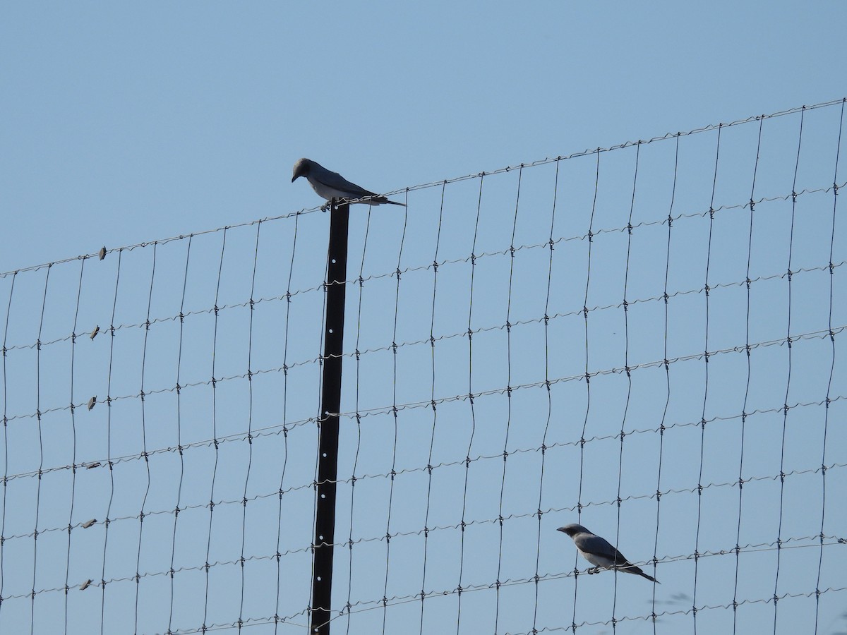 Black-faced Cuckooshrike - ML645098462