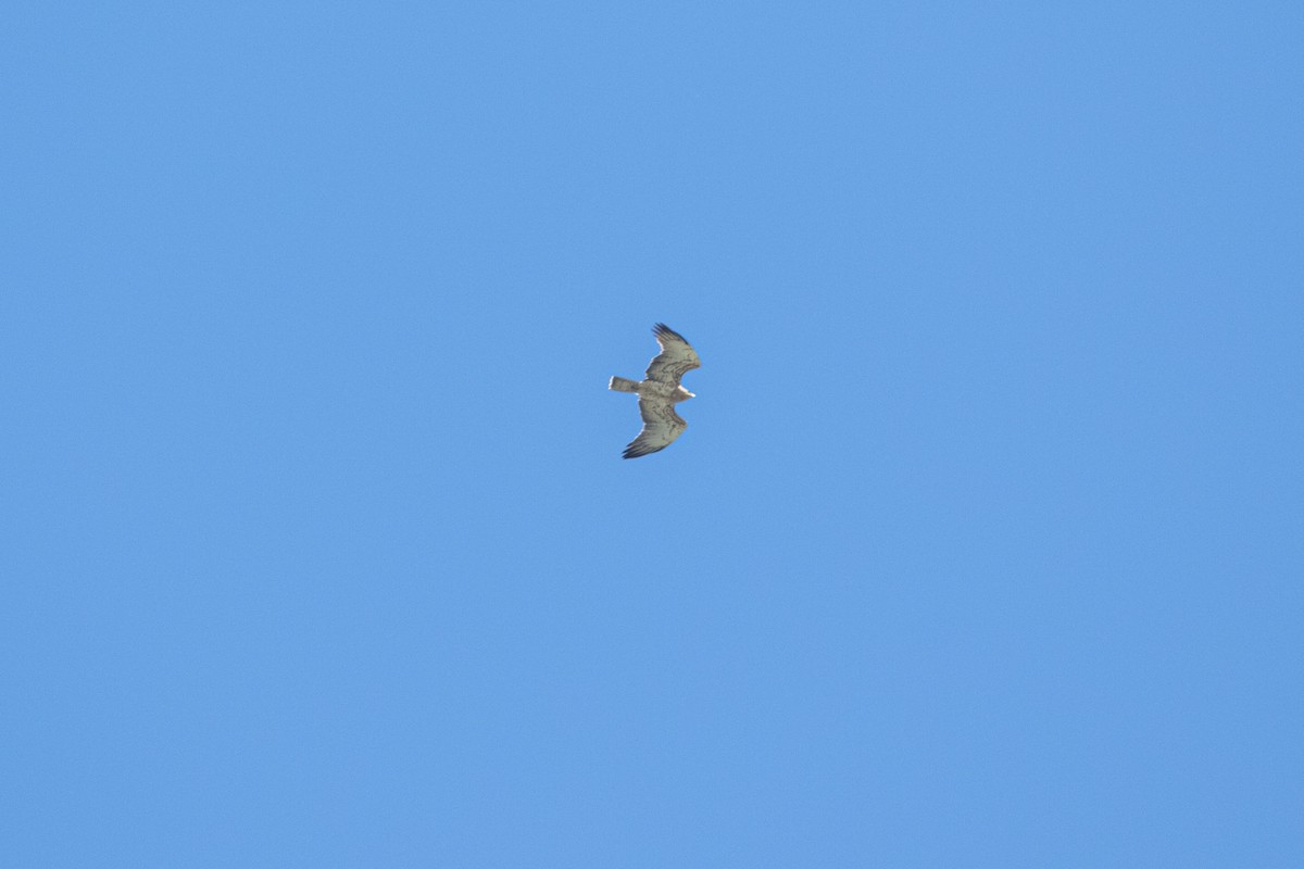 orlík krátkoprstý - ML645098466