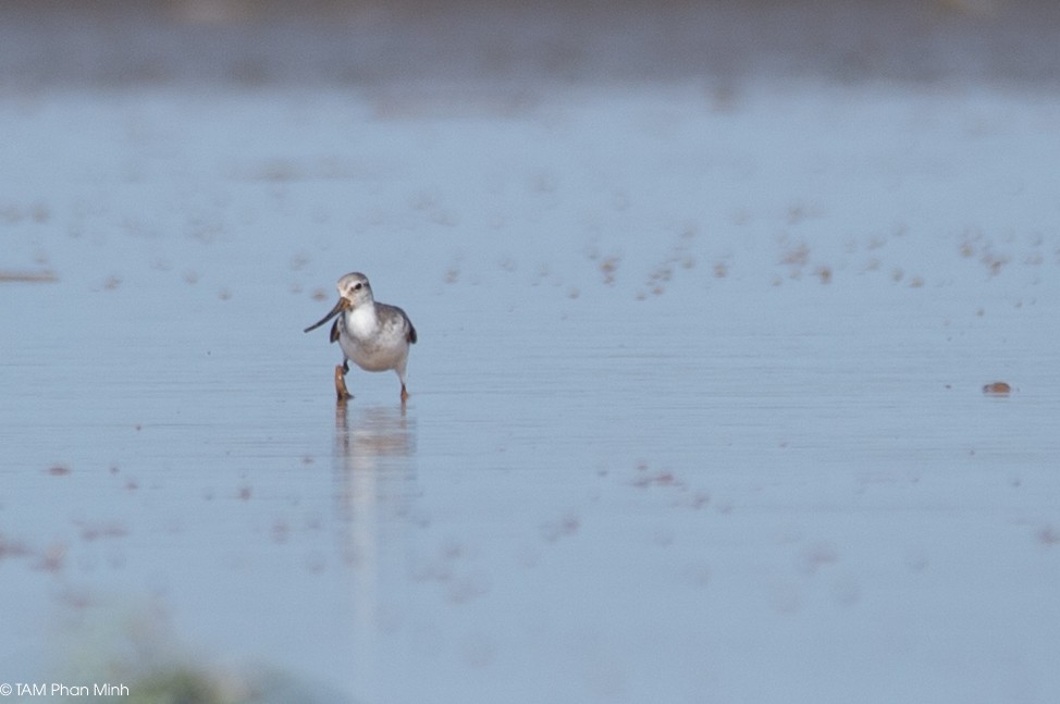 tereksnipe - ML645098475