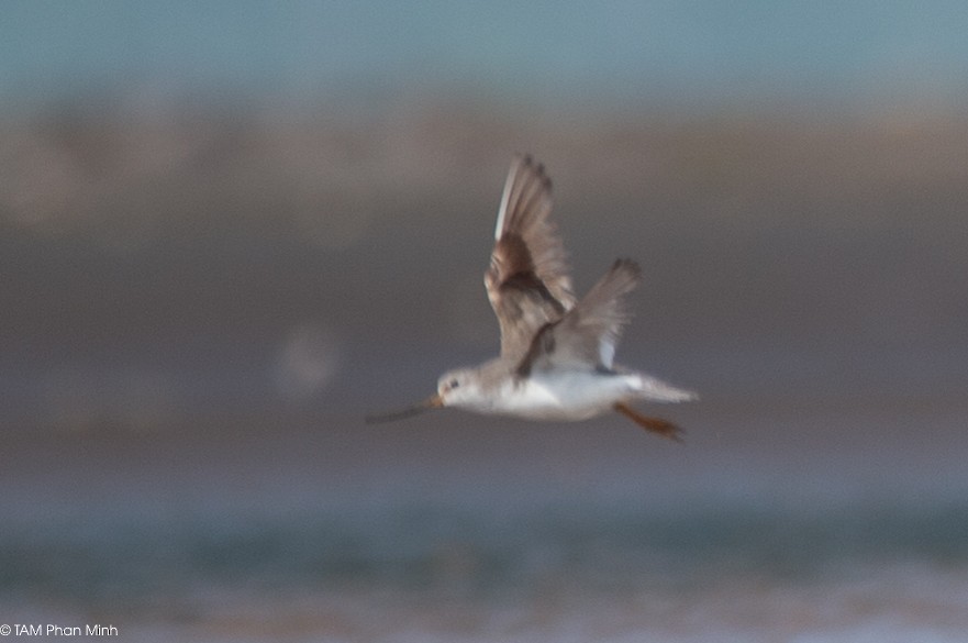 tereksnipe - ML645098476