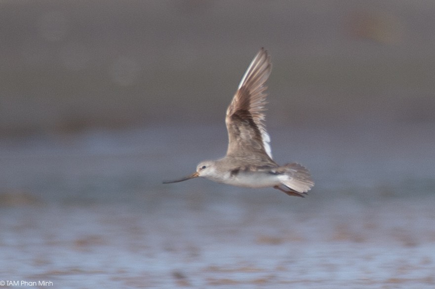 tereksnipe - ML645098477