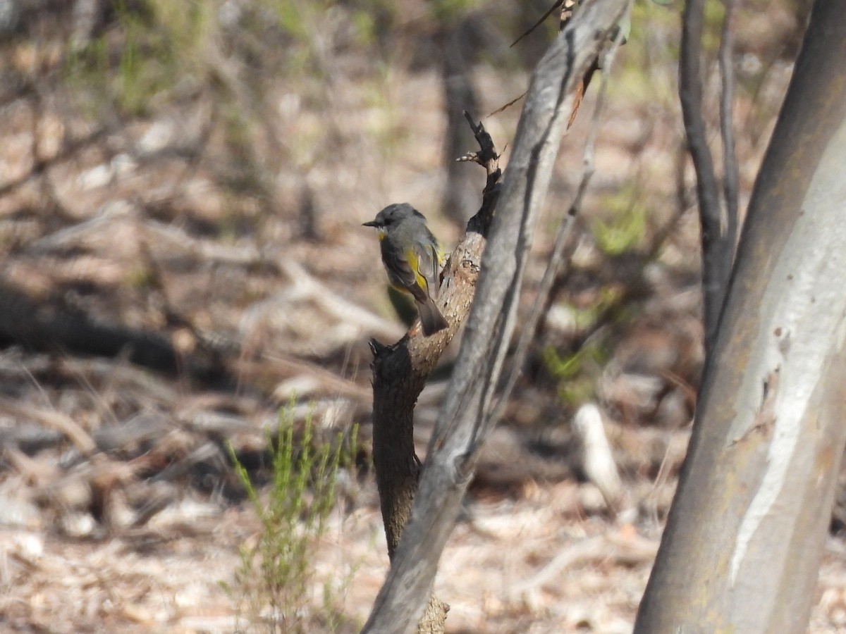 Eastern Yellow Robin - ML645098478