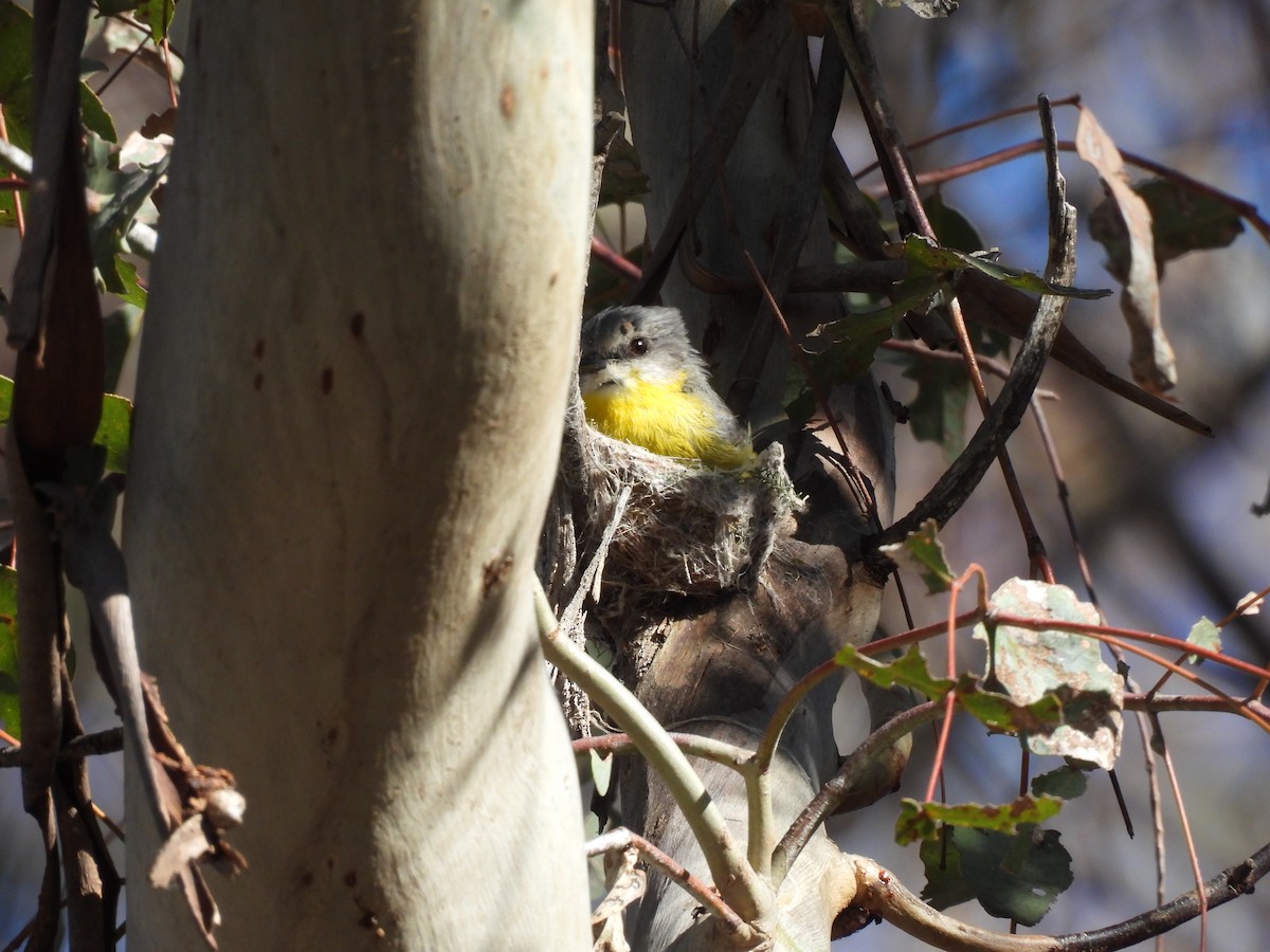 Eastern Yellow Robin - ML645098479