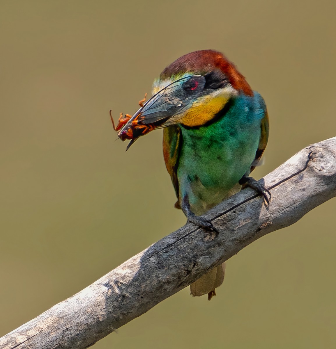 European Bee-eater - ML645098490