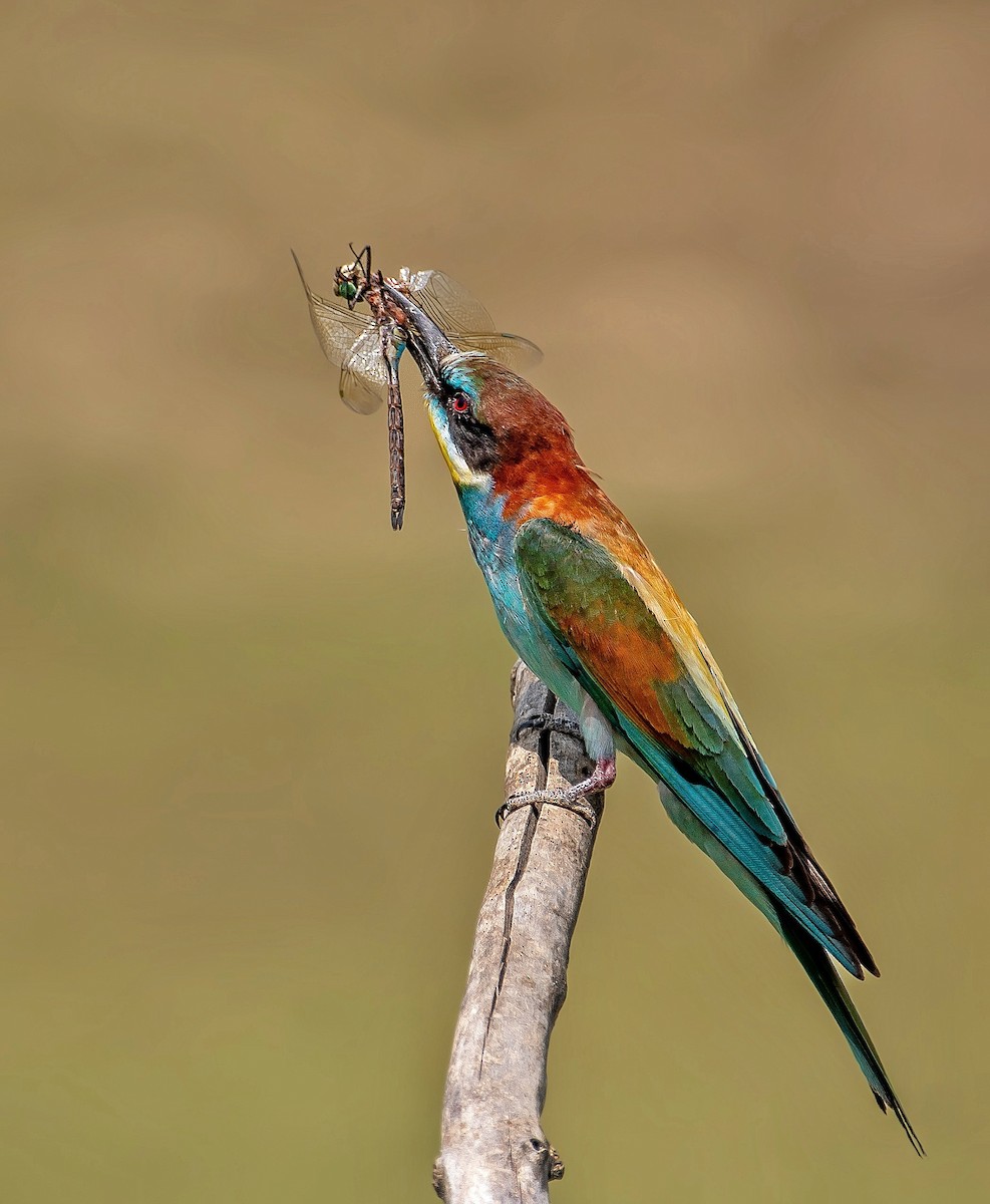 European Bee-eater - ML645098491