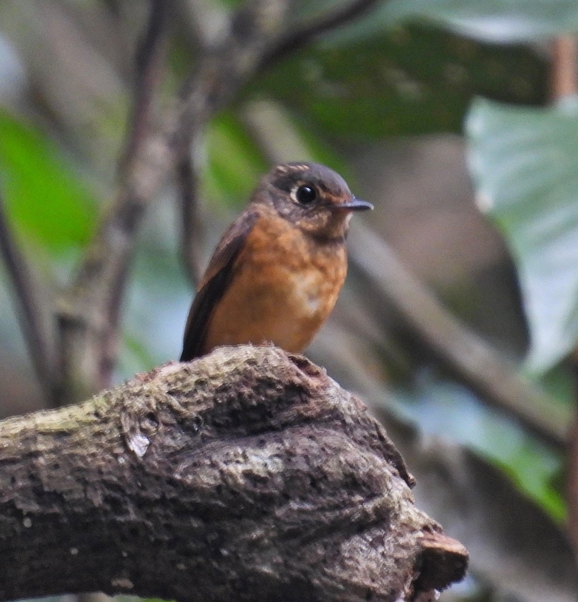 Gobemouche ferrugineux - ML645098494