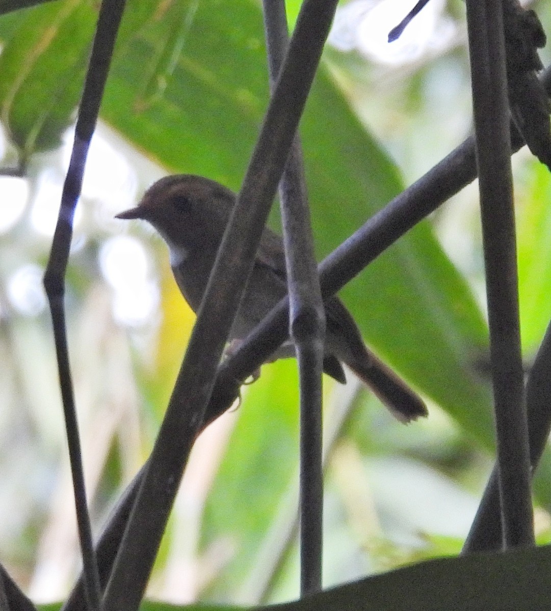 Rufous-browed Flycatcher - ML645098498