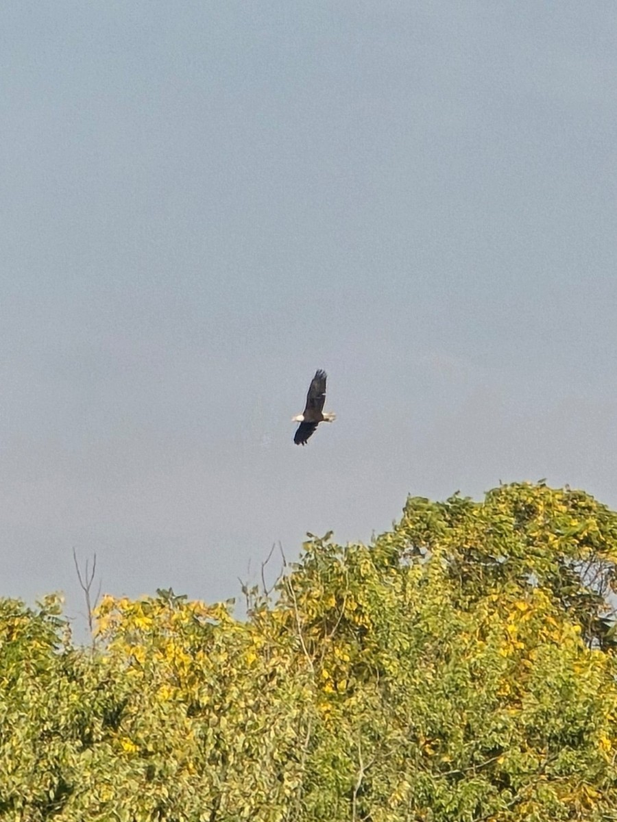 Орлан білоголовий - ML645098517