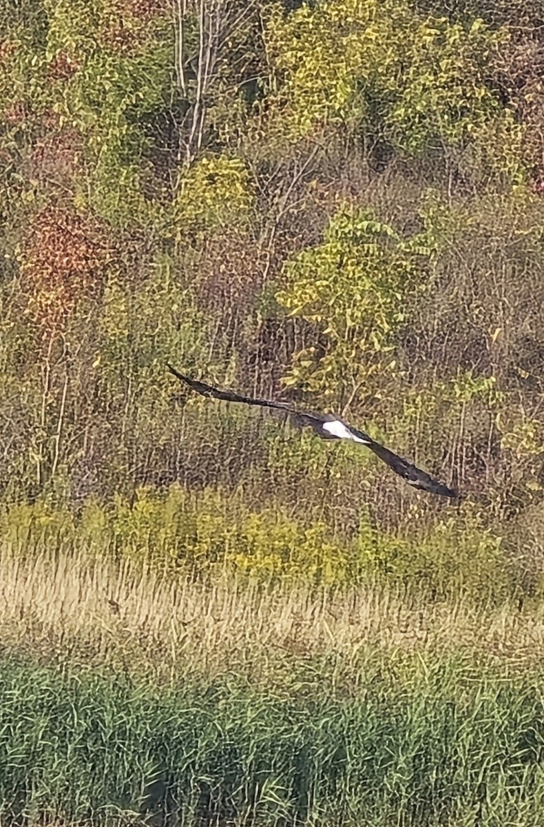 Орлан білоголовий - ML645098521