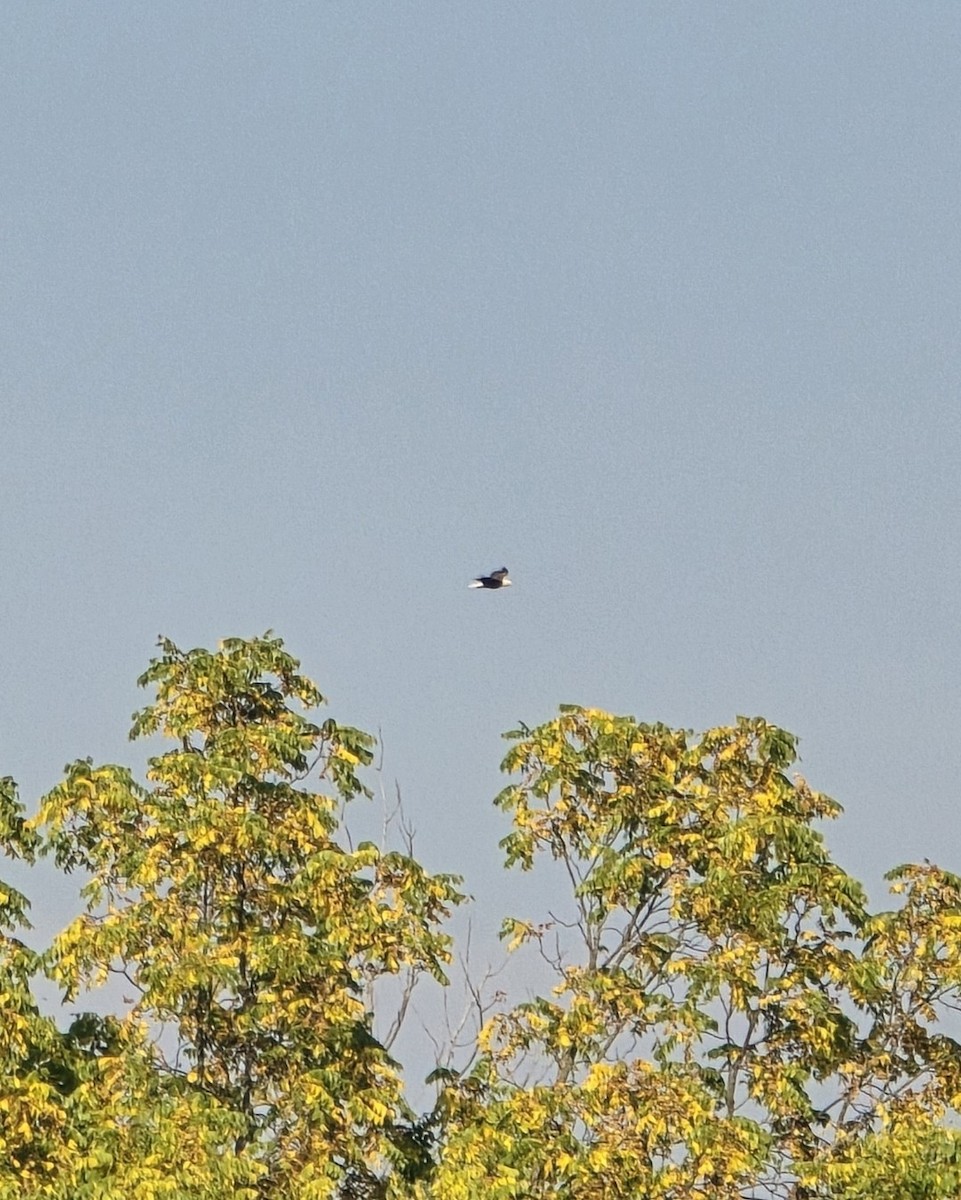 Орлан білоголовий - ML645098523