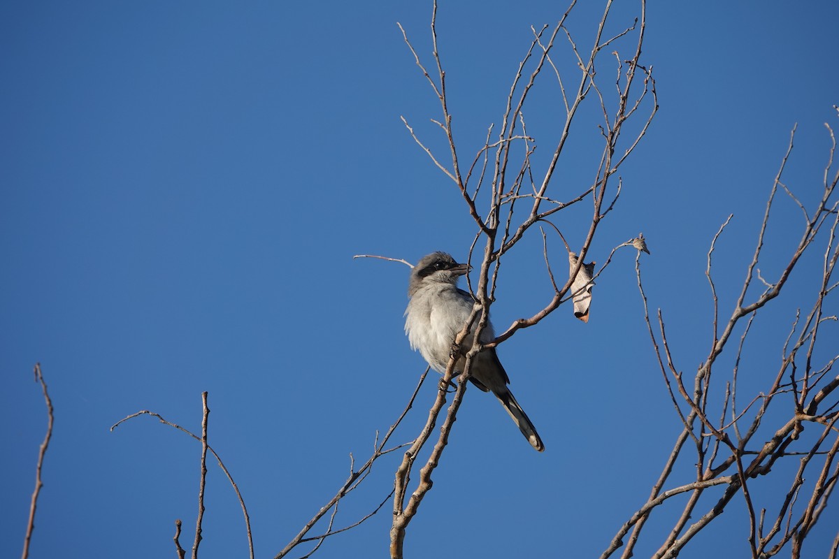 Great Gray Shrike - ML645098527