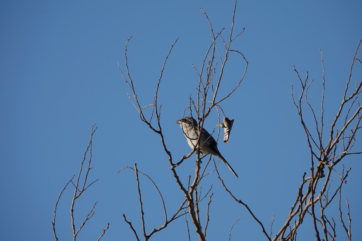 Great Gray Shrike - ML645098540