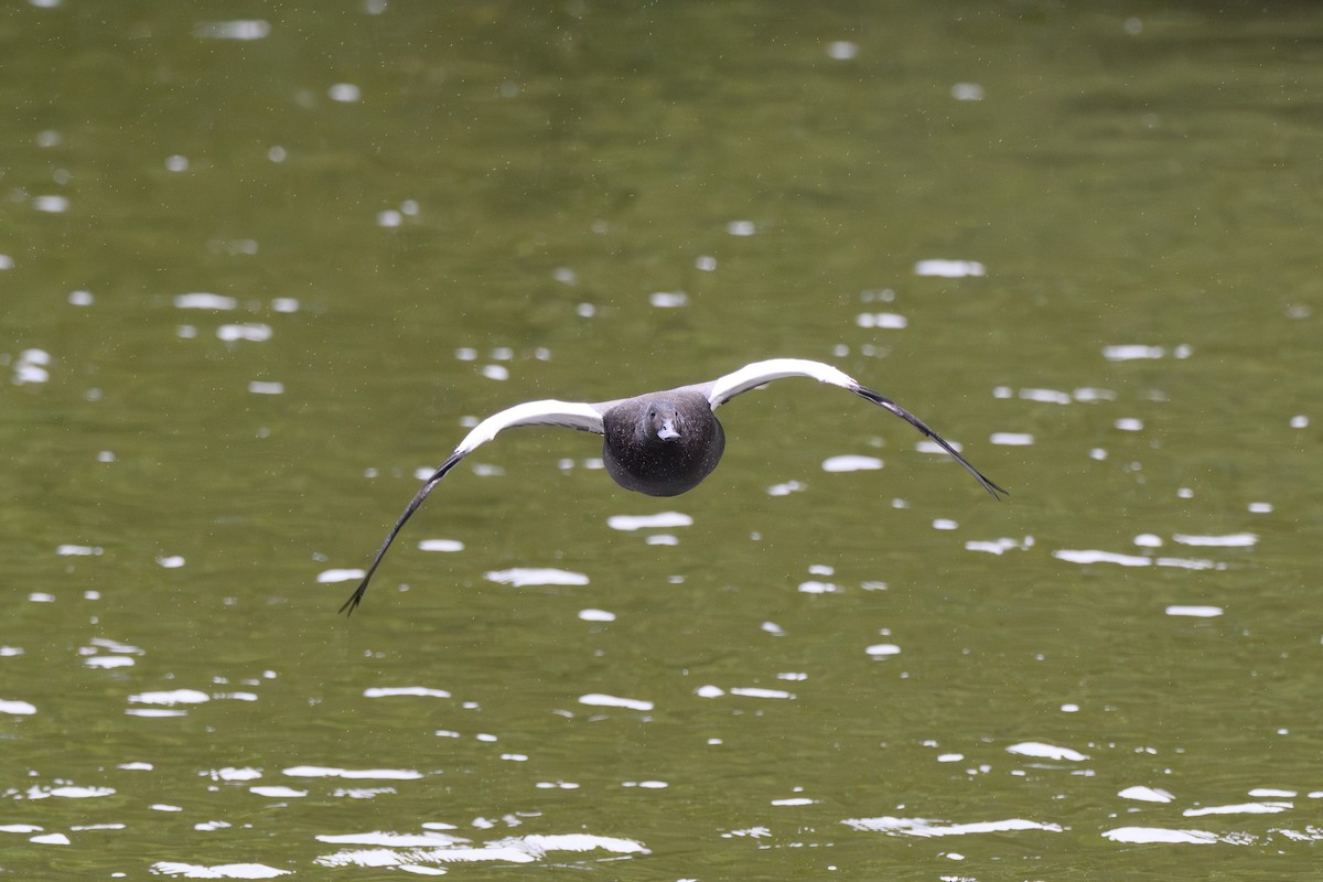 クロアカツクシガモ - ML645098543