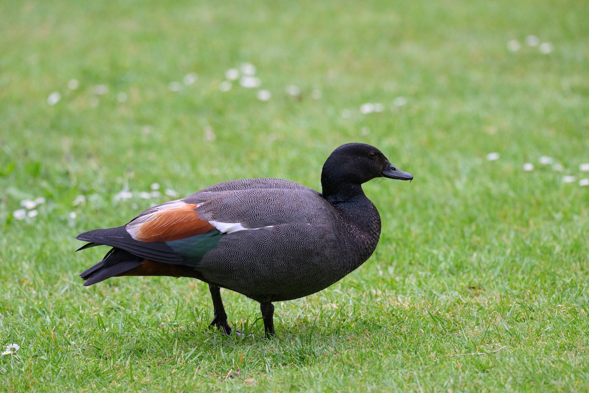 クロアカツクシガモ - ML645098544